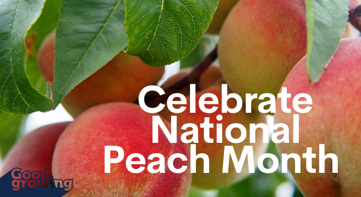 Celebrate National Peach Month Good Growing Illinois Extension Uiuc